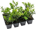 12 Winter Gem Boxwood in 2.5” Nursery Cubes (Buxus microphylla VAR. Japonica) | Evergreen Shrub for Hedges, Borders & Topiary | Ready-to-Plant Live Starter Plants