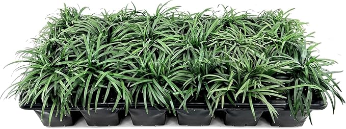 Dwarf Mondo Grass | 1 Large 4 Inch Pot | Ophiopogon Japonicus Nanus | Live Evergreen Shade Loving Groundcover
