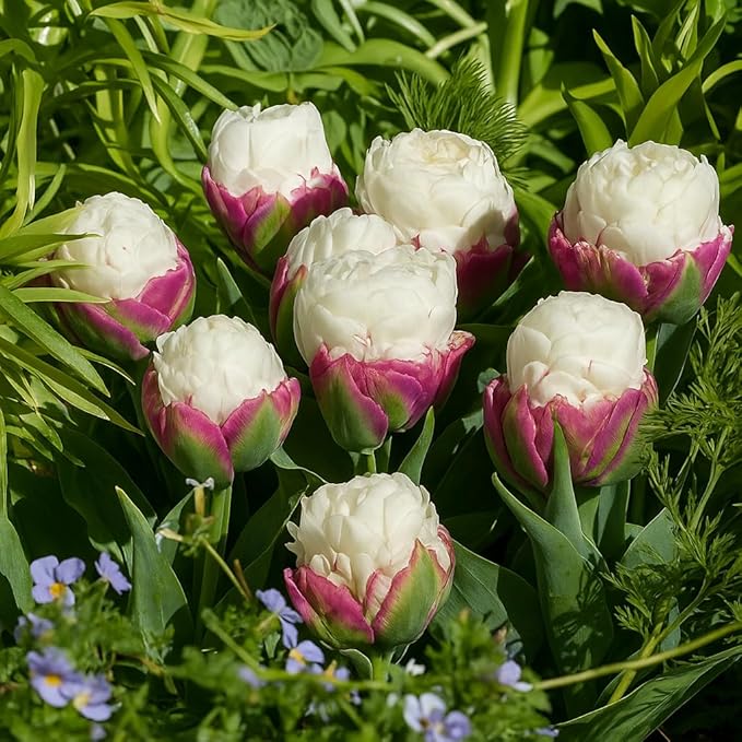 Ice Cream Double Tulip Bulbs – 3 Premium Peony-Style Blooms | White Cream Petals with Pink-Red Base | Unique Spring Perennial Flowers for Gardens & Containers – Zones 3–8 (3 Bulbs)