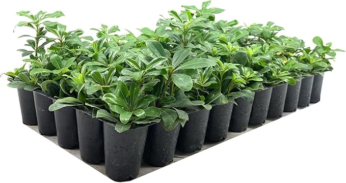 Compact Green Pittosporum | 30 Live Plants | Pittosporum Tobira | Beautiful Fragrant Flowering Low Maintenance Shrub