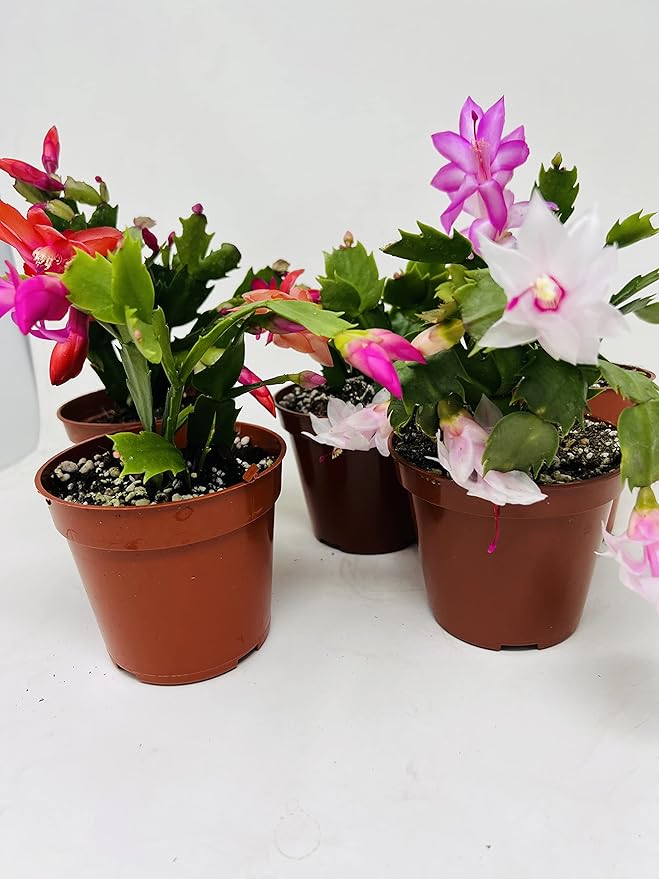 Christmas Cactus Party 2 Plants -Zygocactus Plants 4" Pot