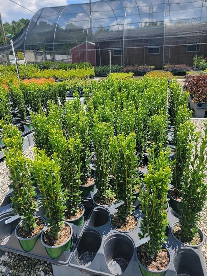 (4) - Sky Pencil Japanese Holly Trees - Live Plant - (1 QT) (4 Live Trees)