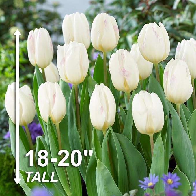 Garden State Bulb Triumph White Flag Tulip Flower Bulbs, 12/+ cm, Fall Planting (Bag of 50)