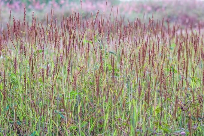 Native Grass Seed Blend - Big Bluestem, Little Bluestem, Indiangrass, RC Big Rock Switchgrass (8, Ounces)