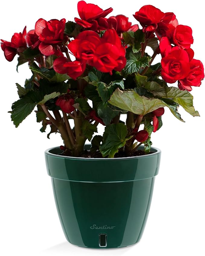 Santino ASTI 7.9 Inch Self Watering Planter Green/Black for Indoor Plants - Premium Quality Modern Plastic Pot w/Water Level Indicator for All House Herbs, Plants, African Violets and Dahlias…