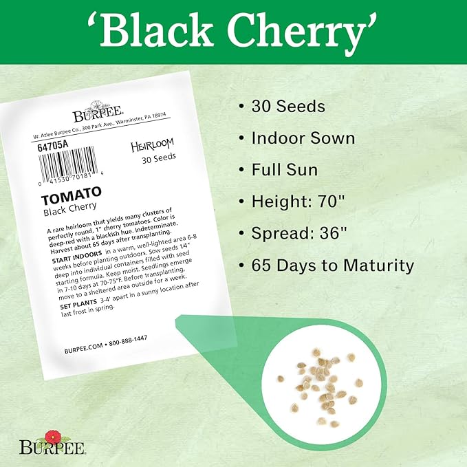 Burpee 'Black Cherry' Tomato, Purple Cherry Tomato, Sweet Rich Flavor, 30 Non-GMO Seeds