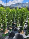 (4) - Sky Pencil Japanese Holly Trees - Live Plant - (1 QT) (4 Live Trees)