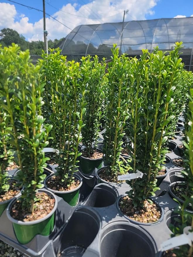 (4) - Sky Pencil Japanese Holly Trees - Live Plant - (1 QT) (4 Live Trees)