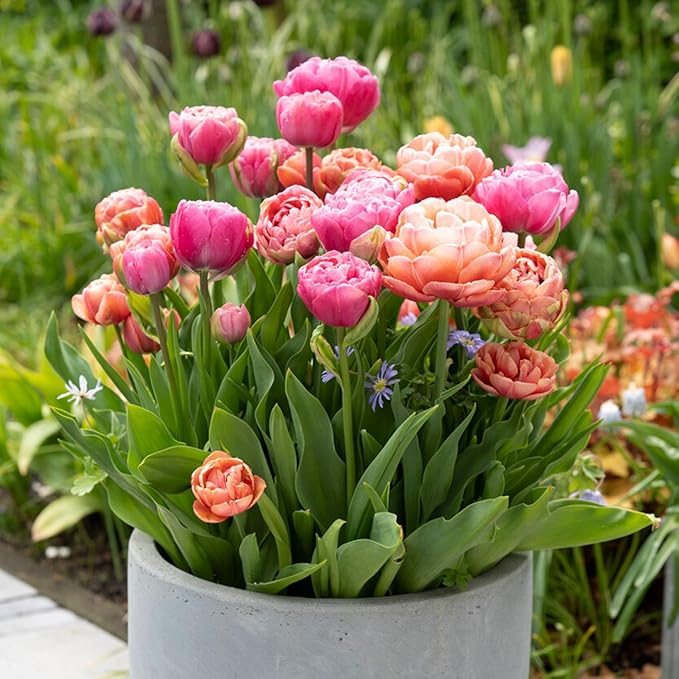 Garden State Bulb Amazing Blend Double Mix Tulip Flower Bulbs, 12/+ cm, Fall Planting (Bag of 100)