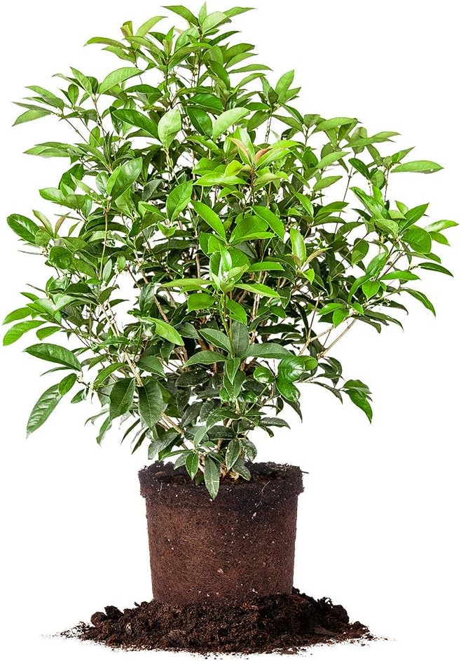 PERFECT PLANTS Tea Olive 3 Gallon
