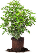PERFECT PLANTS Tea Olive 3 Gallon
