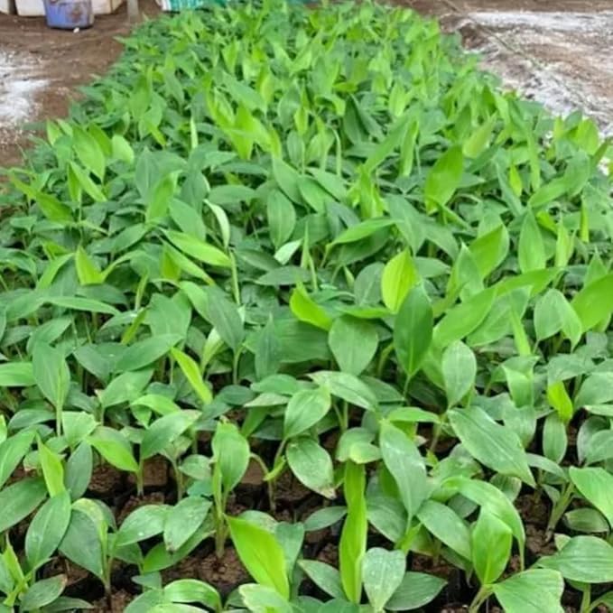 Basjoo Banana Plant Live for Planting, Banana Trees Live Plants for Outdoor Indoor Planting, Cold Hardy, 4-7" in Tall, No Pot, Musa Plant