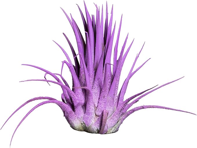 Air Plants - Tillandsia Ionantha - Organically Enhanced Color - Live Arrival Guaranteed - House Plants for Home Decor & Gift (3pk Turquoise Marigold Lavender)