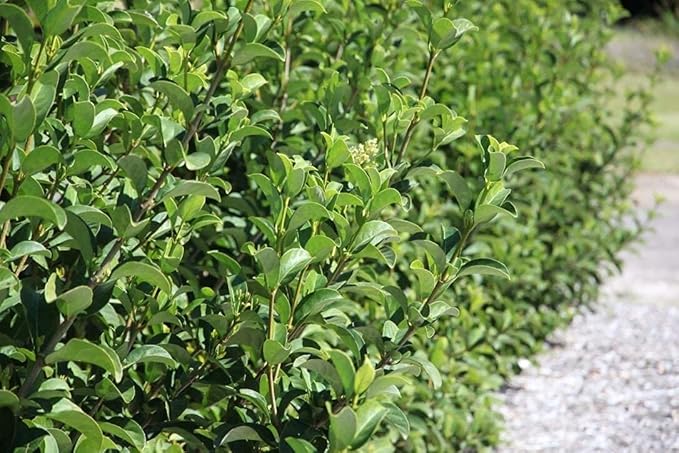Sweet Viburnum | 5 Large 4 Inch Pots | Viburnum Odorotissimum | Live Plants | Fast Growing Privacy Hedge, Shrub, Privacy Screen