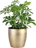 Thorsen's Greenhouse Live Arboricola Umbrella Tree Plant, Schefflera Arboricola, Natural Air Purifier, Easy to Grow, Live Indoor Houseplant, 4-inch Diameter (Gold)