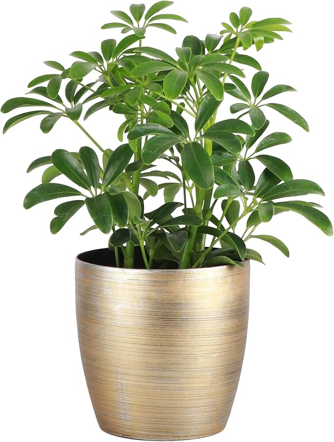 Thorsen's Greenhouse Live Arboricola Umbrella Tree Plant, Schefflera Arboricola, Natural Air Purifier, Easy to Grow, Live Indoor Houseplant, 4-inch Diameter (Gold)
