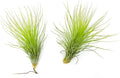 ragnaroc Air Plants - Tillandsia Andreana, Large 4-6" - 2ct - Live Arrival Gauranteed - House Plants for Home Decor & Gift