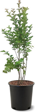 American Plant Exchange Sioux Crape Myrtle Tree Live, 3-Gallon Pot, 1-2ft Tall, Bright Pink Flowers, Drought-Tolerant, Large Outdoor Landscape Accent, Year-Round Beauty