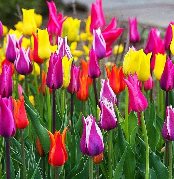 Tulips Lily Flowering Mixture Tulip Pink Red White Yellow Plant Bulbs Spring Flowering Gardens Size 12+ (50, Lily Flowering Mixture)