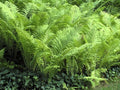 Greenwood Nursery: Live Perennial Plants - Ostrich Fern + Matteuccia Struthiopteris - [Qty: 10x Pint Pots] - (Click for Other Available Plants/Quantities)