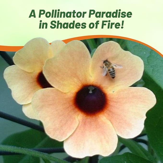 Outsidepride Spanish Eyes Thunbergia Black Eyed Susan Seeds - 10 Pcs Annual, Climbing Vine Flower Seeds for Planting Peachy Gold Blooms for Low Maintenance Gardens, Containers, Trellis & Fences