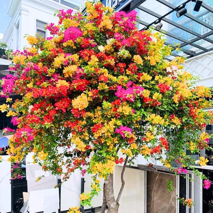 2 Bougainvillea Plants Live, Trailing Flowering Vines, 5-9” Tall, Well-Rooted Bougainvillea Trees for Outdoor Garden or Patio (Mix Bougainvillea)