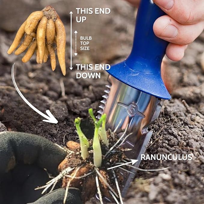 30 Ranunculus Bulbs for Fall Planting, Butterfly Ranunculus Corms, Peony Ranunculus Flower Bulbs for Garden, Vibrant Blooms in Spring (Yellow Ranunculus)