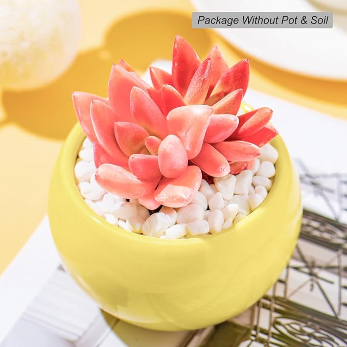 Graptoveria Ruby Donna Rare Live Succulent Plants, Mini Pink 1 Head 2" Live Plant, Package Without Pot & Soil, Garden Indoor Office Desk Wedding Party Baby Shower Decoration, Friend Plant Lovers Gifts
