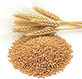 Wheat Cover Crop Seeds | Made in USA (10 Pounds)