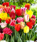 10 Triumph Tulip Bulbs for Fall Planting Mixed Perennial Flower Tulip Bulbs Changing Colors Mixture Size 12+ (Tulipa Fringed)