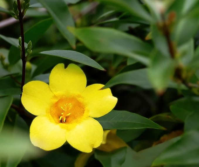 Carolina Jasmine Plant, Live Evergreen Vine, Fragrant Yellow Blooms, Fast Growing Climber for Trellis, Fences, or Arbors - Gelsemium sempervirens - 4 Bags