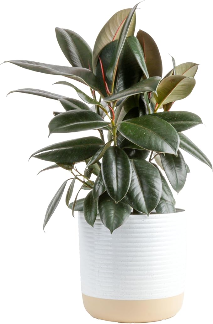 Costa Farms Burgundy Rubber Live Plant in Decorative Pot, Air Purifying Large Indoor Houseplant, Perfect for Home, Room, or Office Decor, Great House Warming or Birthday Gift, 2-3 Feet Tall