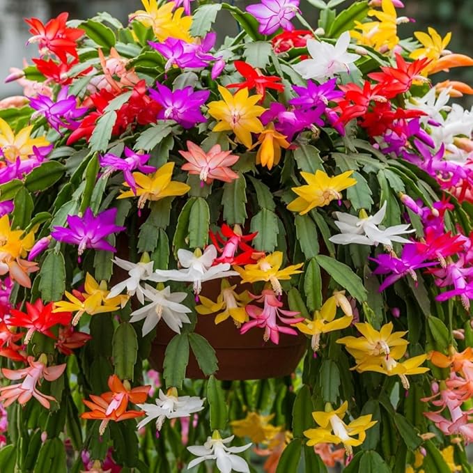 4 Mixed of Easter Cactus Plants Live, Christmas Cactus, False Thanksgiving Cactus Plants Like, Cold Hardy, 5-9" in Tall, No Pot, Assorted Colors - 3