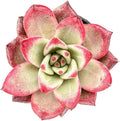 Sprout N Green Echeveria Japanese Pink Cherry, Live Rare Succulent Potted 2" Planter, Real House Plant for Party Favors Home Indoor Outdoor Garden Wedding Decoration DIY Projects