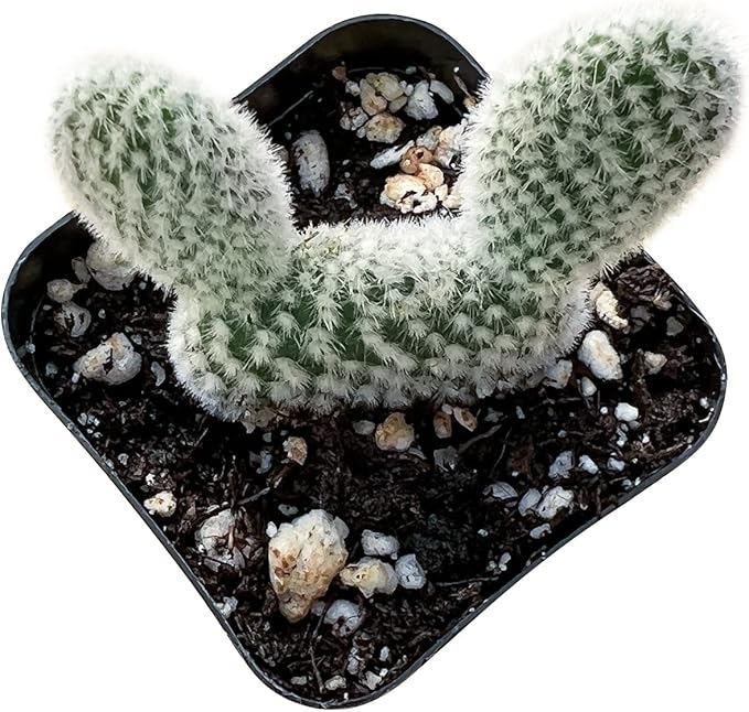 Sprout N Green Opuntia microdasys albata Bunny Ears, Live Cactus Plant Rooted in 2in Nursery Pot, Indoor Outdoor Office Home Garden Décor