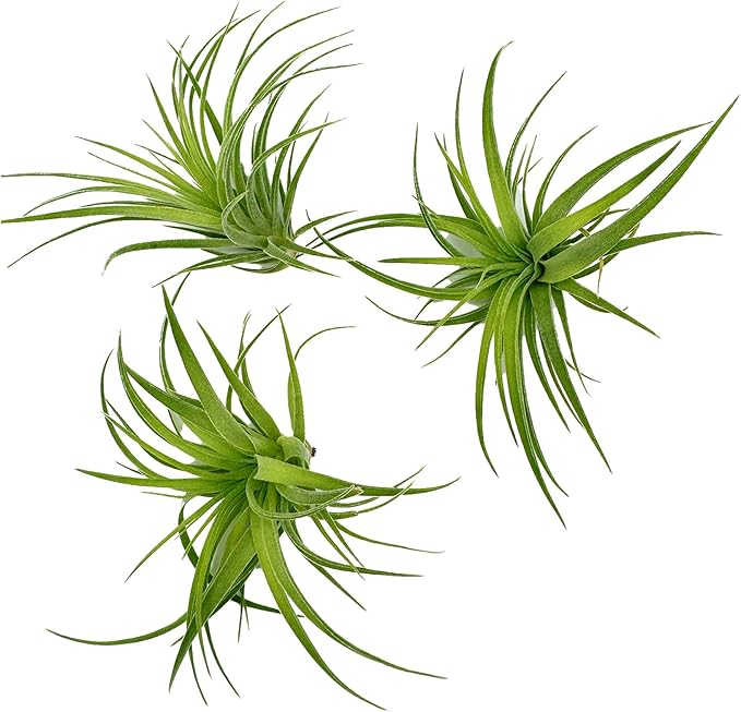 Live Air Plants - Tillandsia Geminiflora 1-3" - 3ct – ragnaroc Live Indoor Plant - Live Arrival Guaranteed - House Plants for Home Decor & Gift