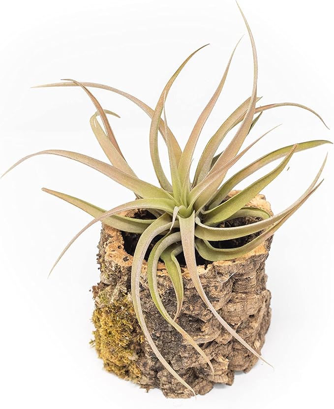Air Plant Shop Cork Bark Planters with Assorted Air Plants- Wholesale and Bulk - Succulents - Live Tillandsia - Easy Care Indoor and Outdoor House Plants