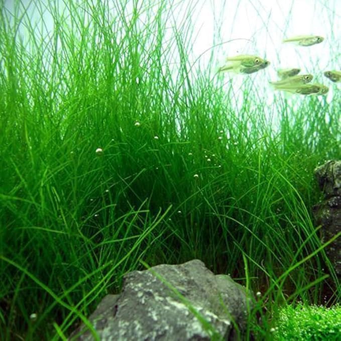 3 Pack Freshwater Aquarium Decor, Easy Growing Dwarf Carpet for Fish Tank/Terrarium, Natural Aquatic Plant Growth Material (Long Hair Grass)