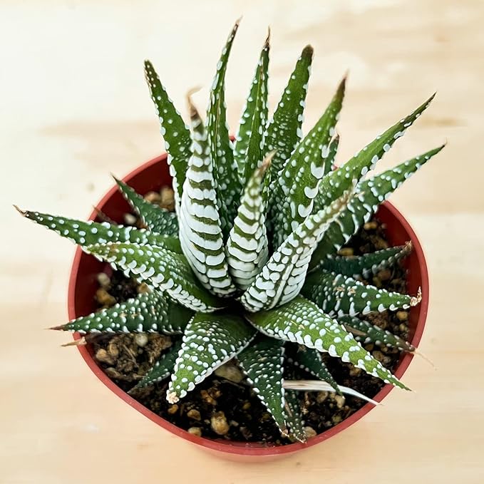 Sprout N Green Haworthiopsis fasciata 'Big Band', Live Succulent Fully Rooted in 4" Pots, Rare House Plant for Home Office Indoor Outdoor Wedding Decoration, DIY Projects, Party Favor