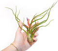 Air Plant Shop 5 Pack Large Bulbosa Belize Air Plants - Succulents - Live Tillandsia - Easy Care Indoor and Outdoor House Plants