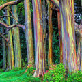 Eucalyptus Plant, Starter Eucalyptus Plant Live in 2.5" Pot, Cold Hardy, Fragrant Foliage, Ready to Grow Indoor Outdoor (Rainbow Eucalyptus)