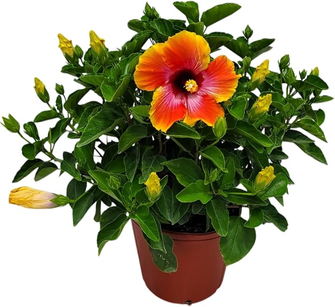 Hibiscus Bush - Fiesta Flower - Tropical Plants of Florida - Overall Height 22" to 26" (Plant Only)
