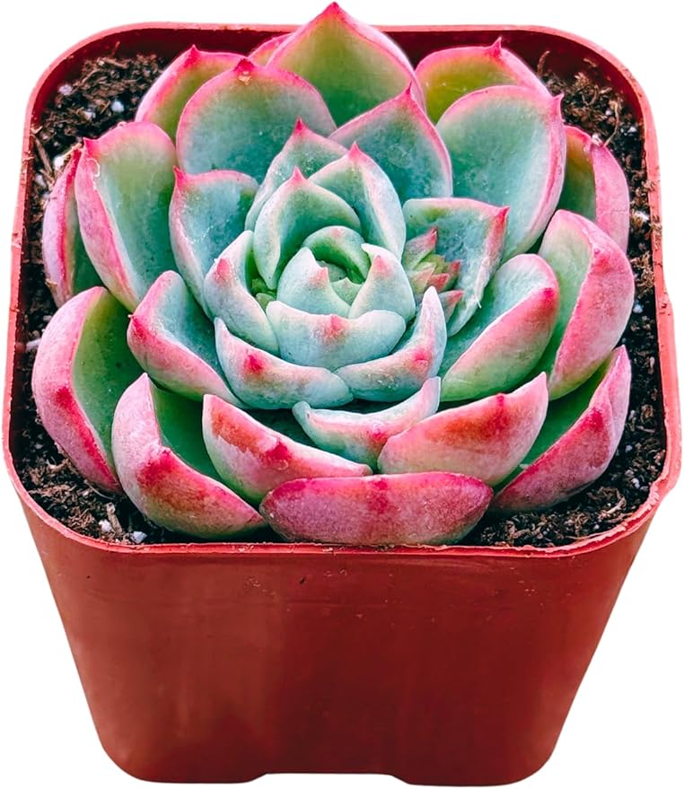 Succulents Plants Live 2inch Live Mini Succulent Plants, Easy Care House Plants Rooted in Succulent Soil Mix, by The Succulent Cult (Echeveria Elegans, 2 Inch)