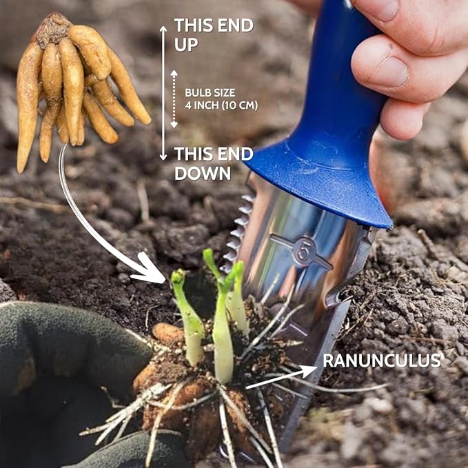 Ranunculus Bulbs for Planting, 25 Mix Ranunculus Bulbs for Fall Planting, French Peony Ranunculus Corms Bulk Ranunculus Flowers Buttercups, Butterfly Ranunculus Bulbs to Grow