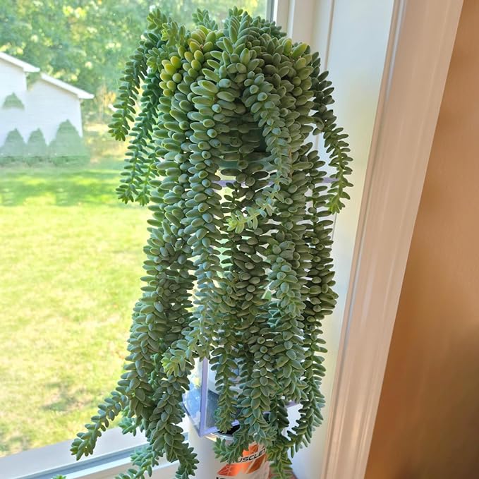 Sprout N Green Donkey's Tail, Live Sedum Morganianum-Burro's Tail, Succulent Plant Fully Rooted in 2" Pot, Real House Plant for Indoor Outdoor Home Office Wedding Decoration Party Favor