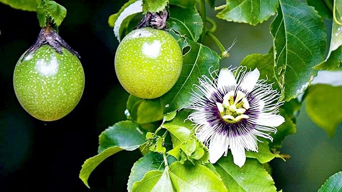 GARDENERA Premium Passion Fruit Potting Soil Mix - Perfect Balance of Nutrients, Drainage, and Aeration for Thriving Passion Fruit Vines - 4 Quart