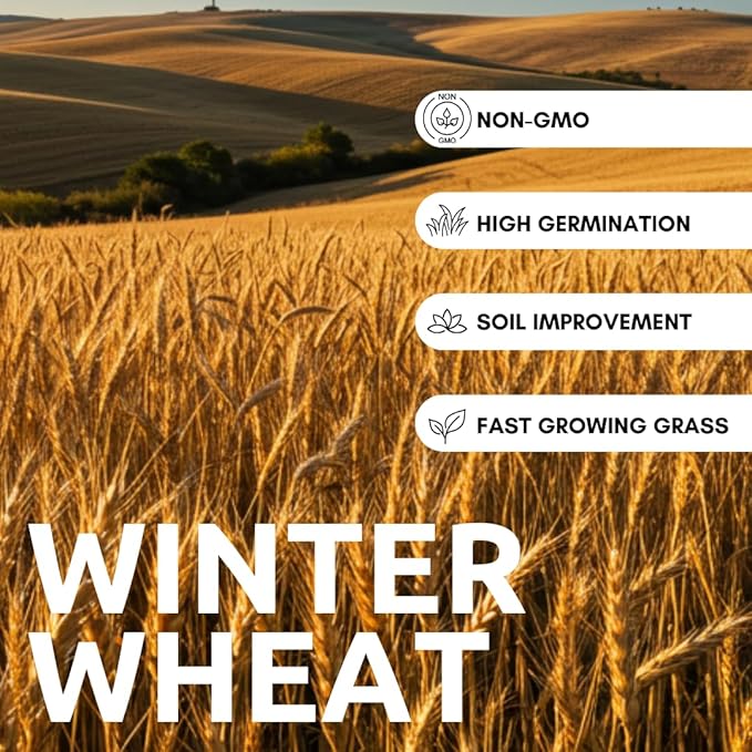 Wheat Cover Crop Seeds | Made in USA (10 Pounds)
