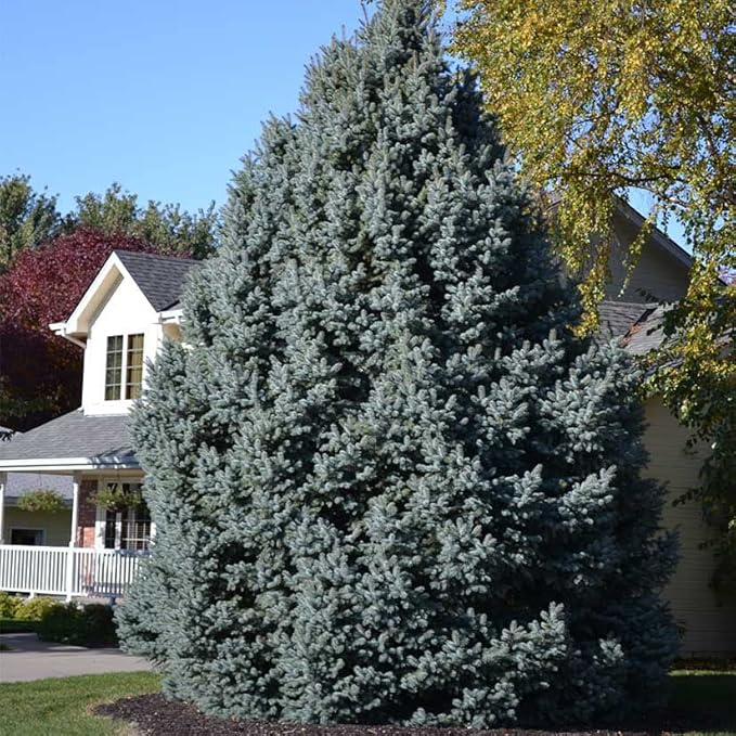 Colorado Blue Spruce Tree Plug Seedlings | 6"-12" | Arbor Day Foundation (10-Pack)