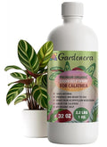 GARDENERA Premium Organic Seaweed & Kelp Superfood for CALATHEA Plants - 32 oz - Liquid Kelp Fertilizer Concentrate (Makes 180 Gallons)