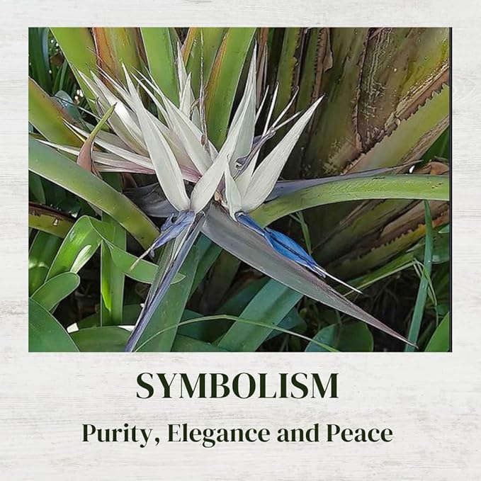 Bird of Paradise Plants Live (4-Pack), Strelitzia Plants with Perennial White Flowers, Indoor/Outdoor Plants, Exotic Tropical Decor, Not Artificial, 6-10" Height. 2" Pot